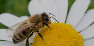 Polinización en Peligro