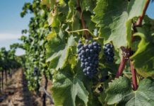 SNA y Fedefruta Expresan "Gran Extrañeza" y Preocupación por Suspensión del Protocolo "Systems Approach" para la Uva Chilena en EE. UU.