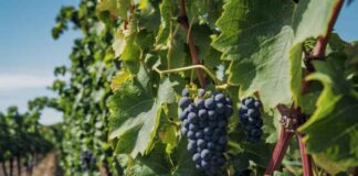 SNA y Fedefruta Expresan "Gran Extrañeza" y Preocupación por Suspensión del Protocolo "Systems Approach" para la Uva Chilena en EE. UU.