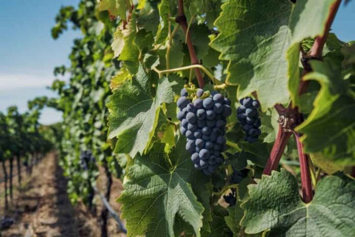 SNA y Fedefruta Expresan 