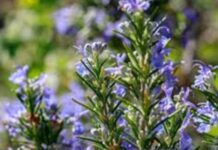 Argentina | Presentan un nuevo cultivar de romero con sello INTA