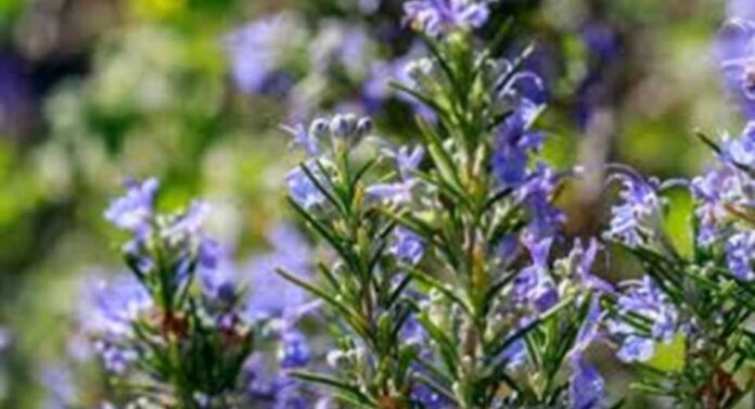 Argentina | Presentan un nuevo cultivar de romero con sello INTA