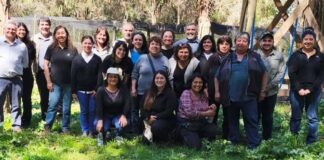 Producción de boldo mediante clones para frenar su sobreexplotación en el bosque nativo