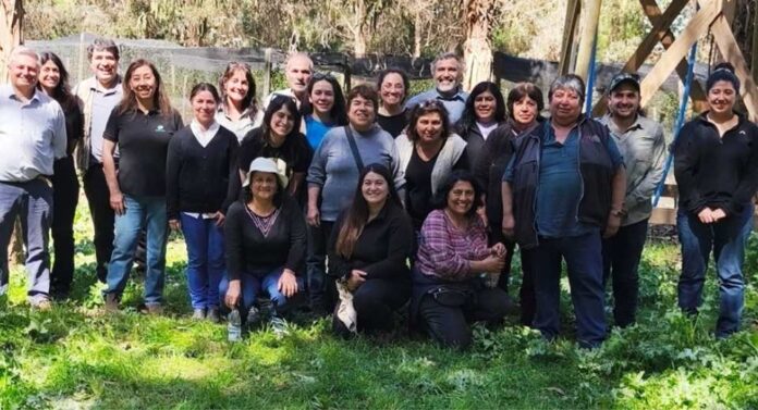 Producción de boldo mediante clones para frenar su sobreexplotación en el bosque nativo Producción de boldo mediante clones para frenar su sobreexplotación en el bosque nativo