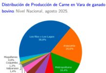 Producción de carne en vara de ganado bovino de la Región del Biobío presentó una disminución interanual de 22,9% en agosto de 2025 Producción de carne en vara de ganado bovino de la Región del Biobío presentó una disminución interanual de 22,9% en agosto de 2025
