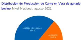 Producción de carne en vara de ganado bovino de la Región del Biobío presentó una disminución interanual de 22,9% en agosto de 2025
