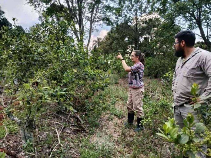 Producción regenerativa, el nuevo estándar en yerba mate Argentina
