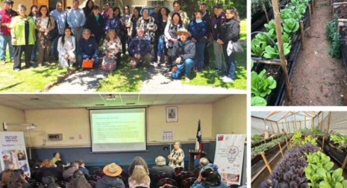 Productoras de Quintero y Puchuncaví demuestran con proyecto FIA que es posible producir hortalizas y flores con bajo contenido de metales pesados Productoras de Quintero y Puchuncaví demuestran con proyecto FIA que es posible producir hortalizas y flores con bajo contenido de metales pesados