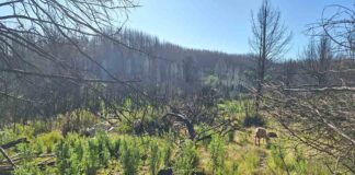 Proyecto de prevención de incendios a través de pastoreo impacta a más de mil personas