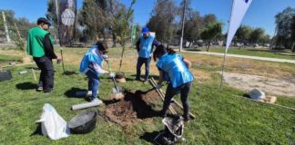 Reforestan con especies nativas el Parque Eduardo Frei de Lo Prado