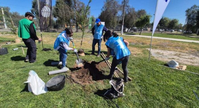 Reforestan con especies nativas el Parque Eduardo Frei de Lo Prado