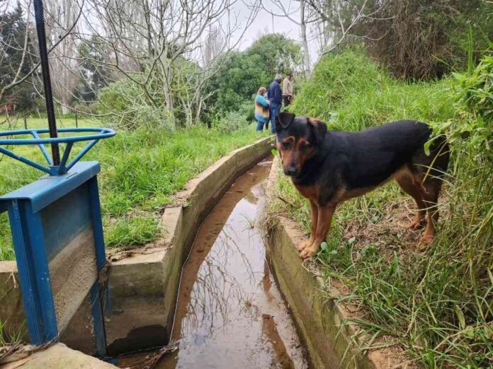 Regantes de la Comunidad Agrícola de Huentelauquén mejoran su gestión hídrica con obras de revestimiento de canal Salinero