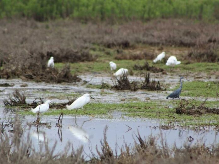 Renuevan periodo de prohibición de caza en humedal del río Huasco