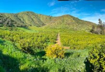 El nuevo imperativo del Retail Europeo: Supermercados buscan proveedores con manejo regenerativo