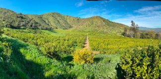 El nuevo imperativo del Retail Europeo: Supermercados buscan proveedores con manejo regenerativo