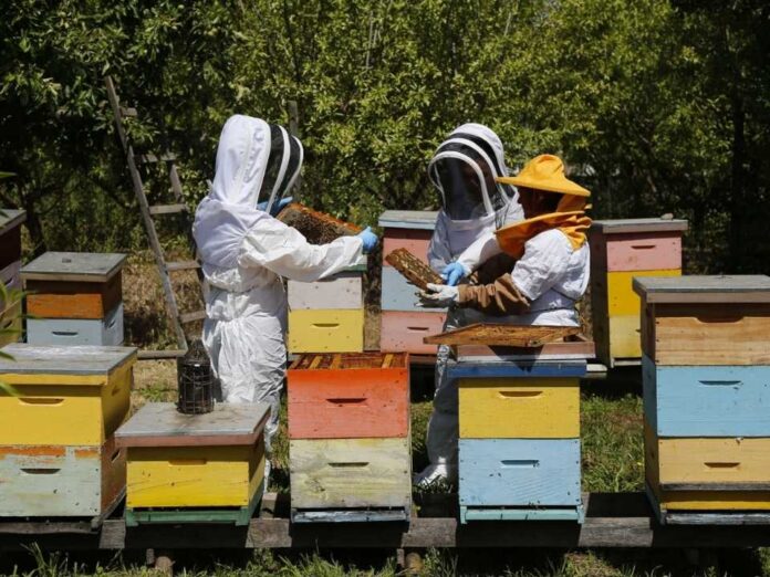SAG llama a apicultores/as a declarar sus apiarios y colmenas en octubre