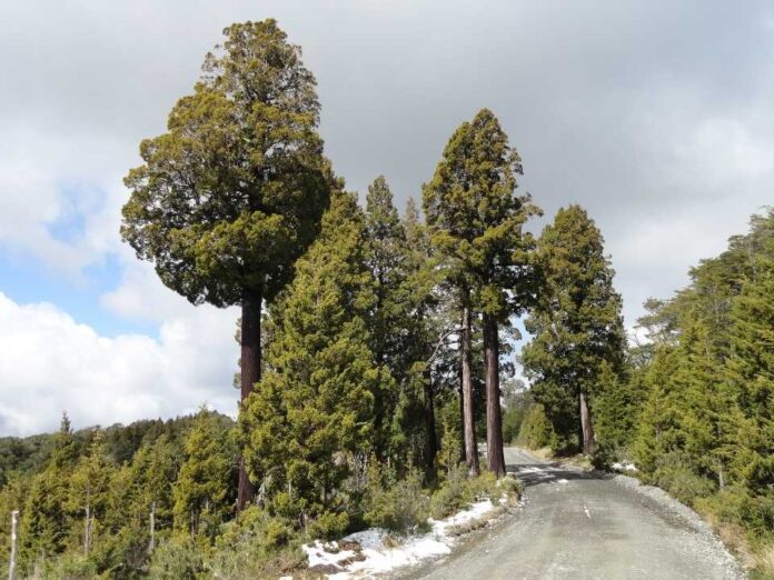 SAG presenta publicación sobre alerces y cipreses chilenos y su biodiversidad asociada El trabajo desarrollado por el Servicio identifica los organismos tipo artrópodos asociados a los alerces SAG presenta publicación sobre alerces y cipreses chilenos y su biodiversidad asociada
