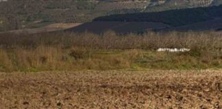 Segundo barómetro de robo agrícola