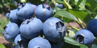 SQM y U. de Antofagasta pone a prueba variedades de Arándanos en la Pampa del Tamarugal