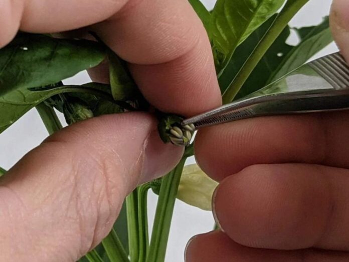 Tecnología chilena busca revolucionar el control de calidad en la producción de semillas Tecnología chilena busca revolucionar el control de calidad en la producción de semillas