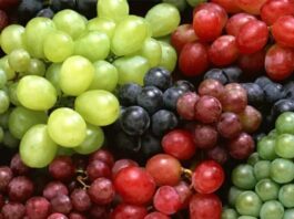 Comité de Uvas de Mesa de Frutas de Chile ajusta proyección para la temporada 2025-26: Chile enviará al mundo 62,2 millones de cajas de uvas de mesa. El 72% será de variedades nuevas El Comité de Uvas de Mesa de Frutas de Chile, liderado por su director ejecutivo Ignacio Caballero, dio a conocer la cuarta estimación de exportaciones de uvas de mesa chilenas para la temporada 2025-2026. En esta nueva estimación participaron 67 empresas, representando un 86% del volumen exportado la temporada pasada. Según precisó Caballero, «la nueva proyección sitúa las exportaciones totales en 62,2 millones de cajas (8,2 kg). Esta cifra representa una caída de 8,4% en comparación con la temporada anterior (67,9 millones de cajas) y un leve ajuste a la baja de –1,9% respecto a la tercera estimación». Los nuevos datos reflejan un ajuste debido a condiciones climáticas y cambios en la dinámica productiva de las diversas regiones del país. «Este decrecimiento responde principalmente a una caída mayor a la esperada en la zona norte, sumado a un recambio varietal que, aunque acelerado, no logra compensar totalmente la disminución de las variedades tradicionales», puntualizó el profesional. El informe destaca que, en relación con la estimación anterior, casi todas las regiones han ajustado sus volúmenes a la baja, con excepción de la Región Metropolitana y Maule. En este sentido, Atacama refleja una contracción de -12%, Valparaíso de -2%, O’Higgins -1,4%. Mientras que Coquimbo observa 0%, Maule +63% y la Región Metropolitana +1,7%. “Es importante resaltar que hasta ahora la temporada va bajando de manera más acelerada, un 22% en relación a la temporada pasada, eso irá cayendo semana a semana debido a la entrada con mayor producción de las regiones Metropolitana y O’Higgins». A pesar de la caída en el volumen total, el representante del Comité comentó que «el proceso de modernización de la industria continúa. Se proyecta que las variedades nuevas alcanzarán el 72% de la oferta exportable, superando el 67% registrado la temporada pasada. Las variedades blancas nuevas, lideradas por Autumncrisp y Sweet Globe y , que muestran un crecimiento sostenido”. Mercados de Destino: Crecimiento de Latinoamérica La cuarta estimación revela cambios significativos en la distribución de los envíos en comparación con el tercer informe, donde Latinoamérica se convierte en el único mercado que crece, con un aumento de +15,6% (+6 puntos porcentuales en participación de mercado). Por su parte, Asia registra una caída de -13%, Europa -7,2% y Norteamérica, principal destino de las uvas chilenas, baja un 2,4% respecto a la 3ra estimación, reflejando al mismo tiempo una disminución de -12% respecto a la temporada pasada. Finalmente, el Ignacio Caballero informó que el calendario de salidas por semana se ha visto afectado por un atraso en la zona central y las mermas productivas en el norte, lo que obligará a una logística más concentrada hacia el final de la temporada.
