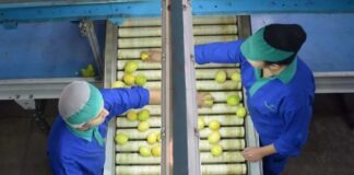 Uruguay Los cítricos tuvieron el monto exportado más alto en los últimos cinco años