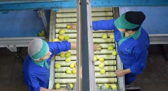 Uruguay Los cítricos tuvieron el monto exportado más alto en los últimos cinco años