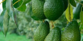 Westfalia Fruit lidera Programa de Mejoramiento Genético de la palta en Sudáfrica