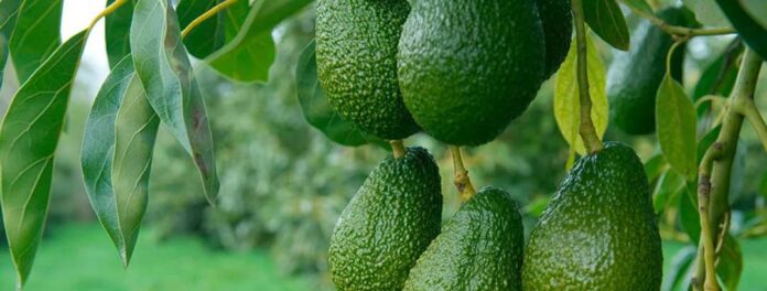 Westfalia Fruit lidera Programa de Mejoramiento Genético de la palta en Sudáfrica Westfalia Fruit lidera Programa de Mejoramiento Genético de la palta en Sudáfrica