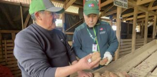 Productores/as de la provincia de Arauco certifican su producción de semilla de papa