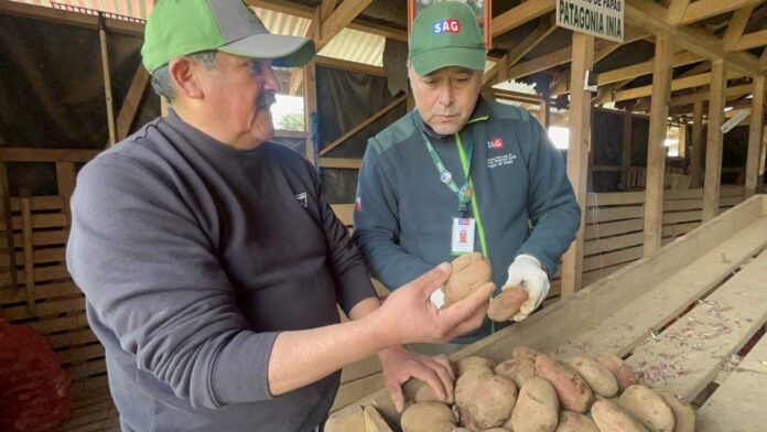 Productores/as de la provincia de Arauco certifican su producción de semilla de papa