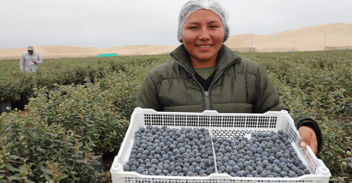 Perú se consolida como el mayor exportador mundial de arándanos