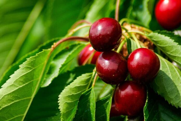 Argentina Inicia la cosecha de cerezas «extratempranas»