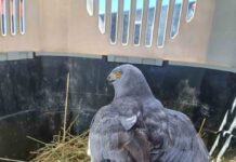 Ejemplar de Vari es devuelto a su hábitat natural las cercanías del humedal Rocuant Ejemplar de Vari es devuelto a su hábitat natural las cercanías del humedal Rocuant