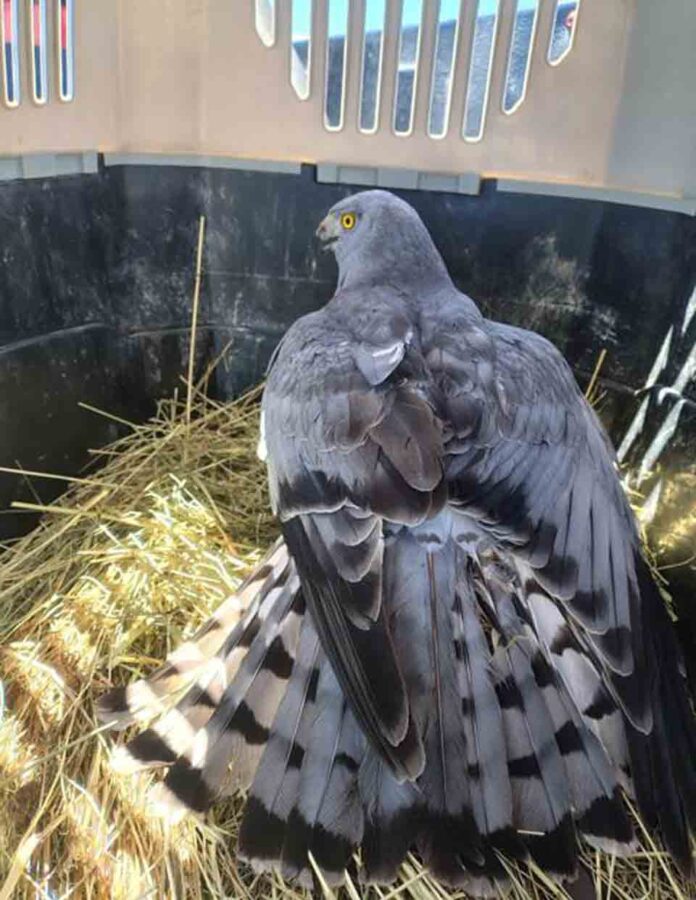 Ejemplar de Vari es devuelto a su hábitat natural las cercanías del humedal Rocuant Ejemplar de Vari es devuelto a su hábitat natural las cercanías del humedal Rocuant