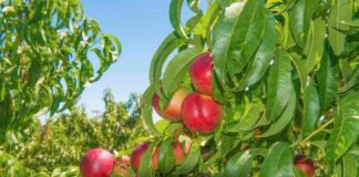 Chile lidera el mercado chino de duraznos y nectarines