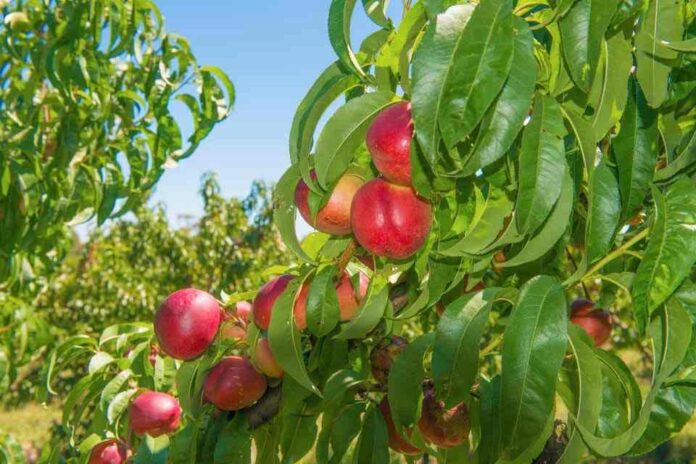 Chile lidera el mercado chino de duraznos y nectarines