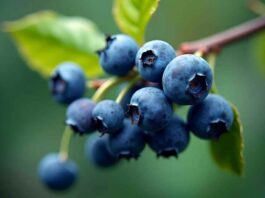 Comité de Arándanos de Frutas de Chile proyecta leve incremento en las exportaciones de arándanos frescos para la temporada 2025-2026