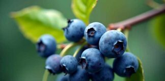 Comité de Arándanos de Frutas de Chile proyecta leve incremento en las exportaciones de arándanos frescos para la temporada 2025-2026