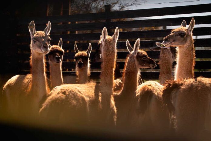 Inédito proyecto de rewilding busca impulsar el repoblamiento del guanaco en la cordillera de la Región Metropolitana