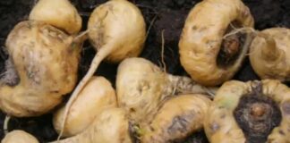 Ingemmet: Perú contará con geología de la maca en 2026