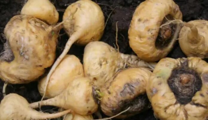 Ingemmet: Perú contará con geología de la maca en 2026 Ingemmet: Perú contará con geología de la maca en 2026