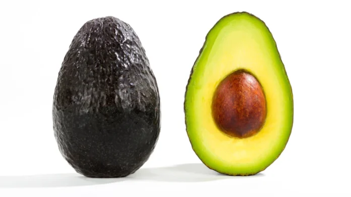 Palta chilena consolida su mejor ciclo en 15 años: Proyección 2025-26 mantiene techo productivo y empuje exportador