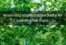 Zimex aplica Polinización Asistida en Nogales RM Chile Polinización Asistida en Nogales Región metropolitana Chile. Zimex Smart Agro / Europollen: Refuerzo Estratégico de Polen con Tecnología de Viento