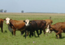 Control integrado: la estrategia de INTA contra la garrapata bovina