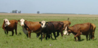 Control integrado: la estrategia de INTA contra la garrapata bovina