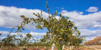 sector citrícola valenciano