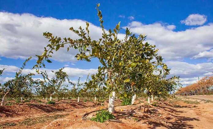 sector citrícola valenciano sector citrícola valenciano