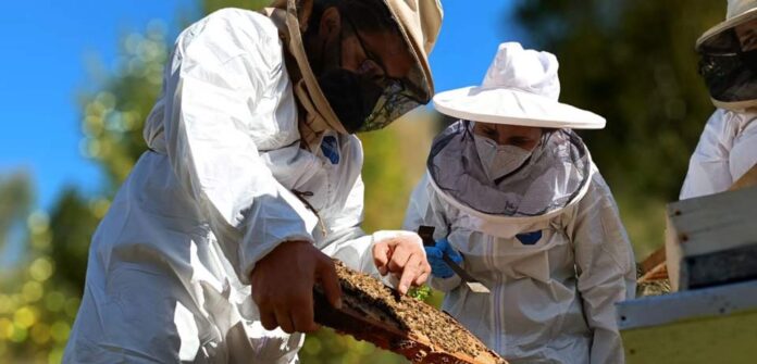 Desarrollarán jornada apícola para capacitar trabajo de apicultores en Biobío Desarrollarán jornada apícola para capacitar trabajo de apicultores en Biobío