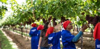 Sudáfrica / La industria sudafricana de uva de mesa prevé 80 millones de cajas de exportación mientras los aranceles estadounidenses fuerzan una estrategia de diversificación del mercado.